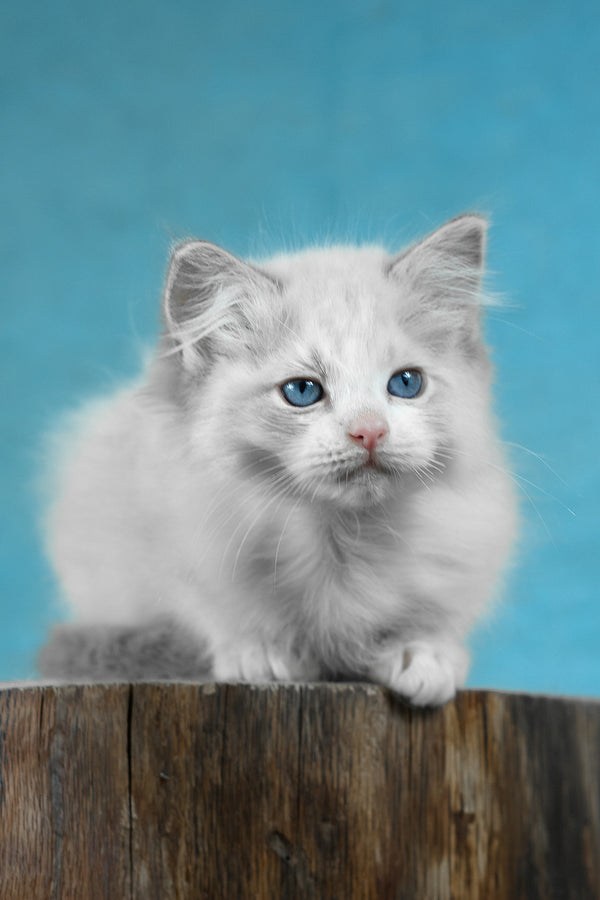 Denver | Ragdoll Kitten