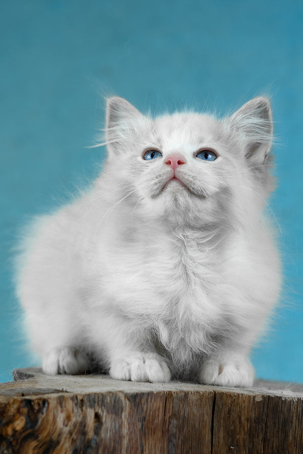 Denver | Ragdoll Kitten