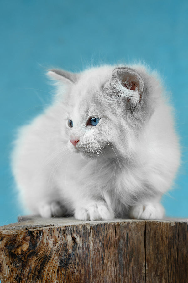 Denver | Ragdoll Kitten
