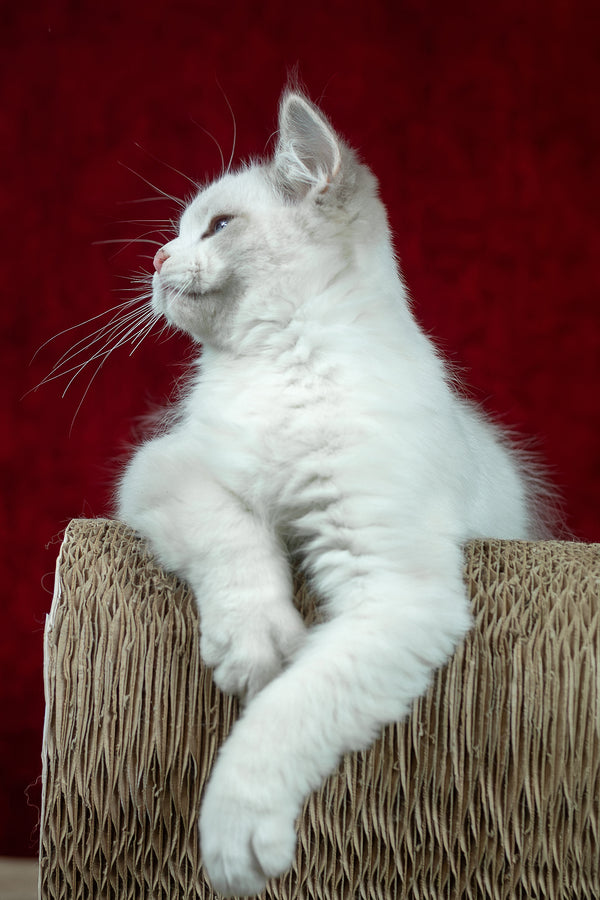 Denver | Ragdoll Kitten