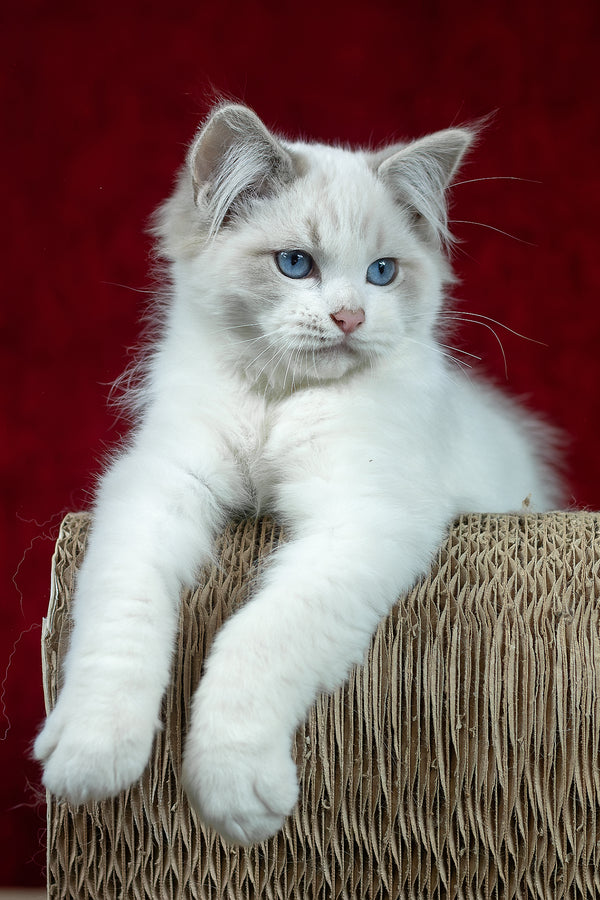 Denver | Ragdoll Kitten