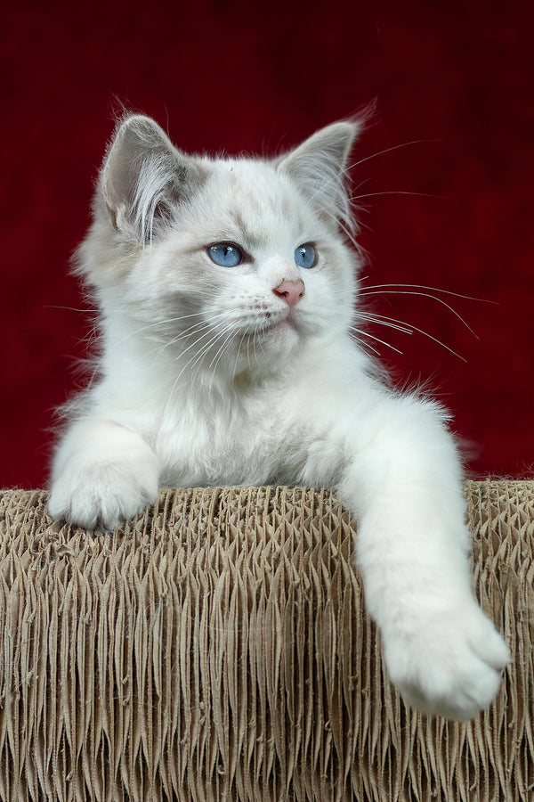 Denver | Ragdoll Kitten