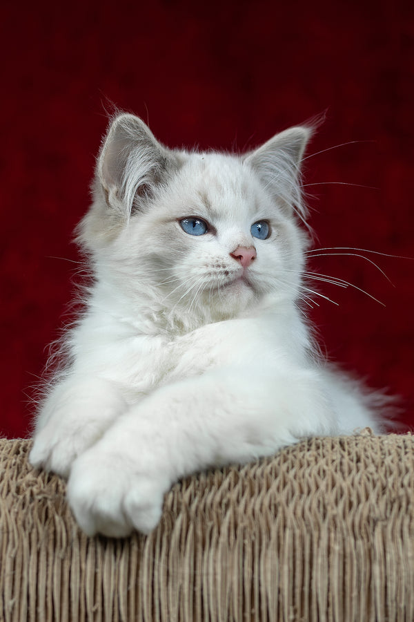 Denver | Ragdoll Kitten
