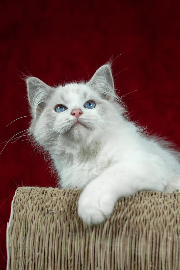 Denver | Ragdoll Kitten