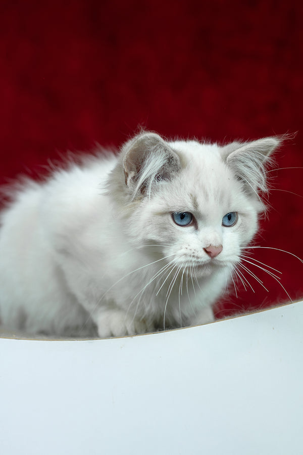 Denver | Ragdoll Kitten