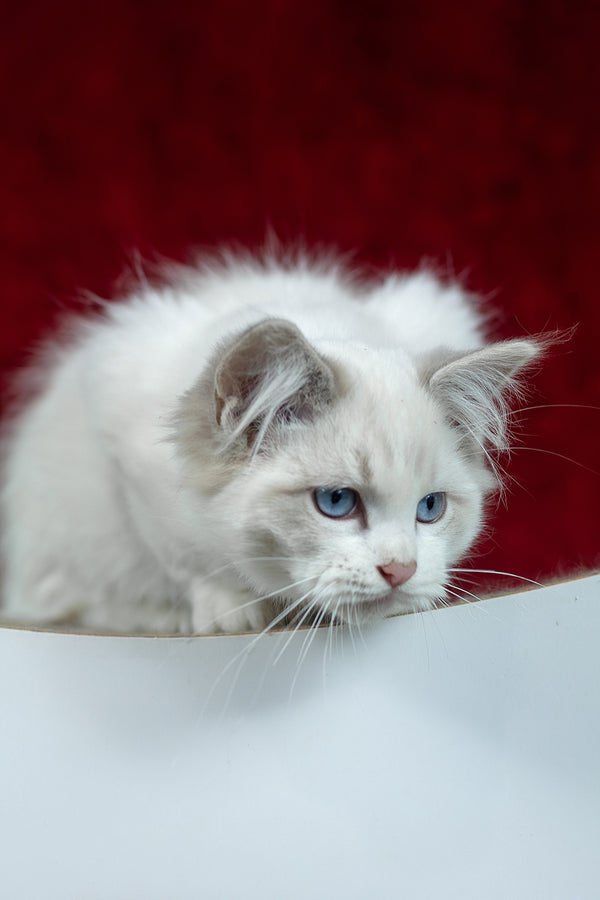 Denver | Ragdoll Kitten