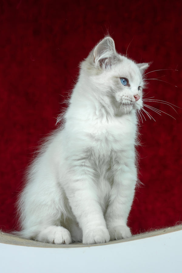 Denver | Ragdoll Kitten
