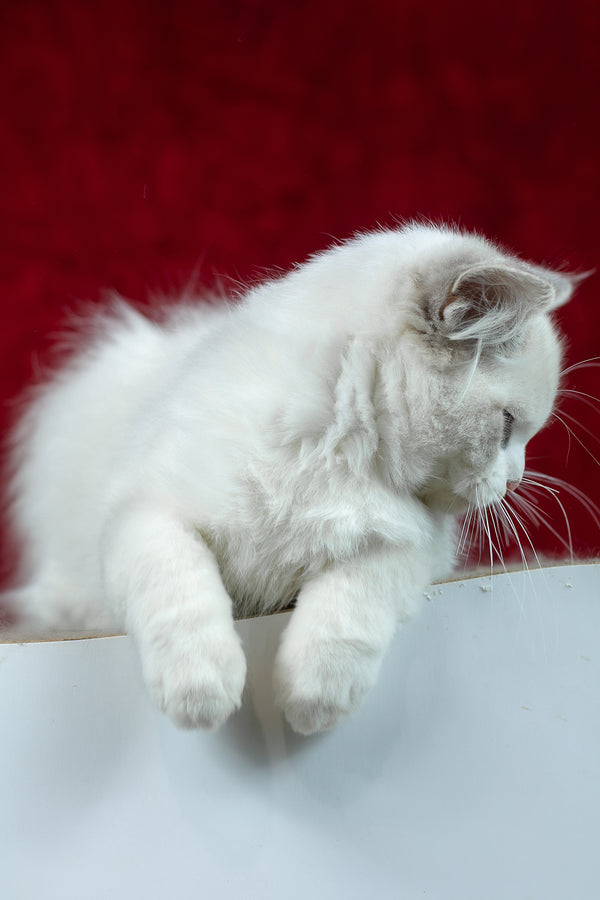 Denver | Ragdoll Kitten