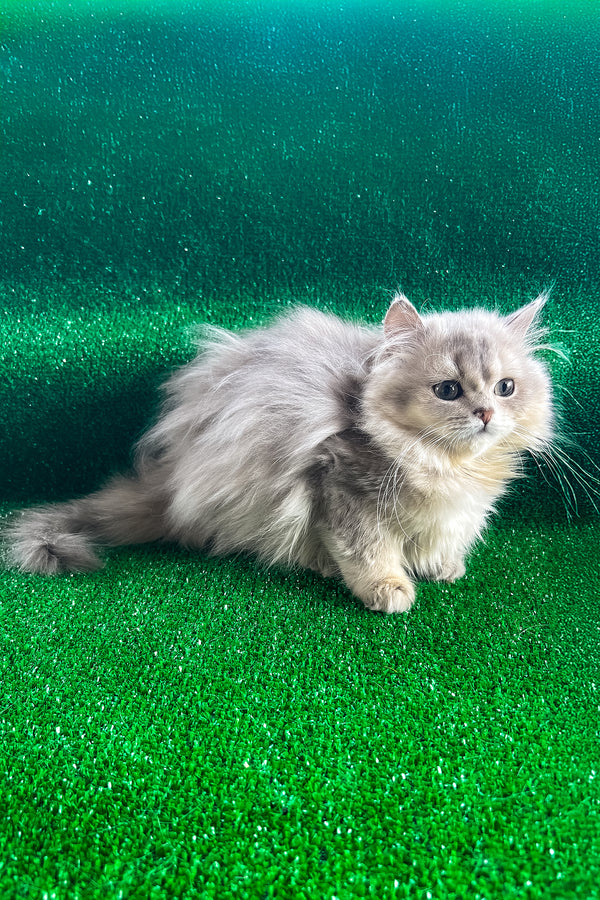 Darek | British Longhair Kitten