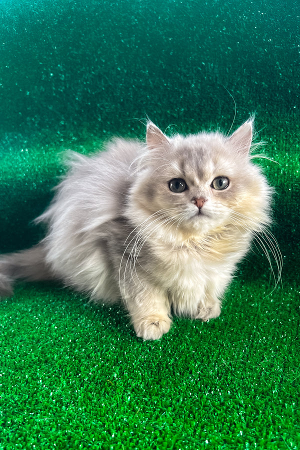 Darek | British Longhair Kitten