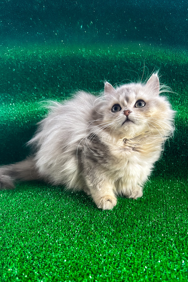 Darek | British Longhair Kitten