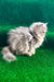 Darek | British Longhair Kitten