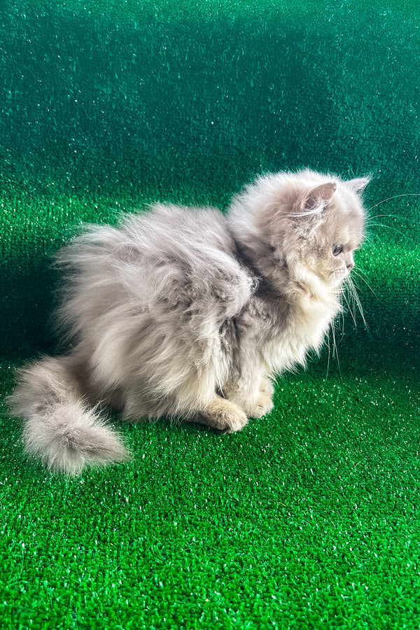 Darek | British Longhair Kitten