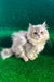 Darek | British Longhair Kitten