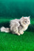Darek | British Longhair Kitten