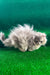 Darek | British Longhair Kitten
