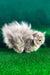 Darek | British Longhair Kitten