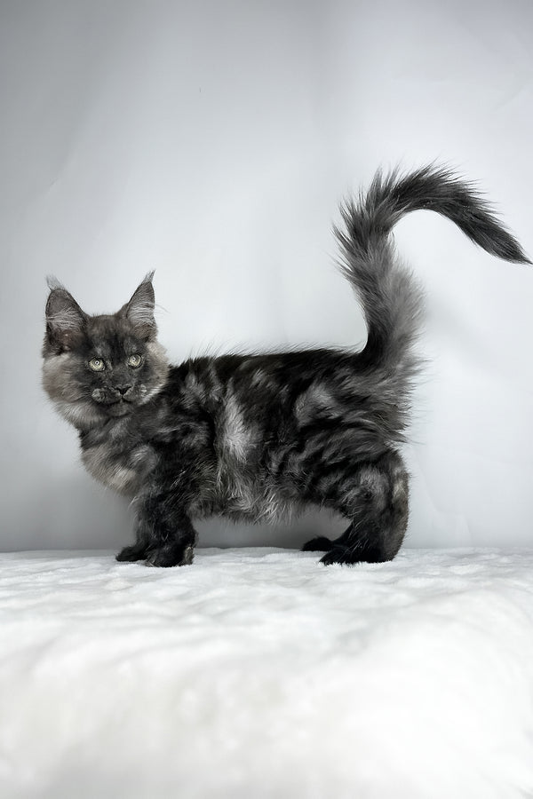 Derek | Maine Coon Kitten