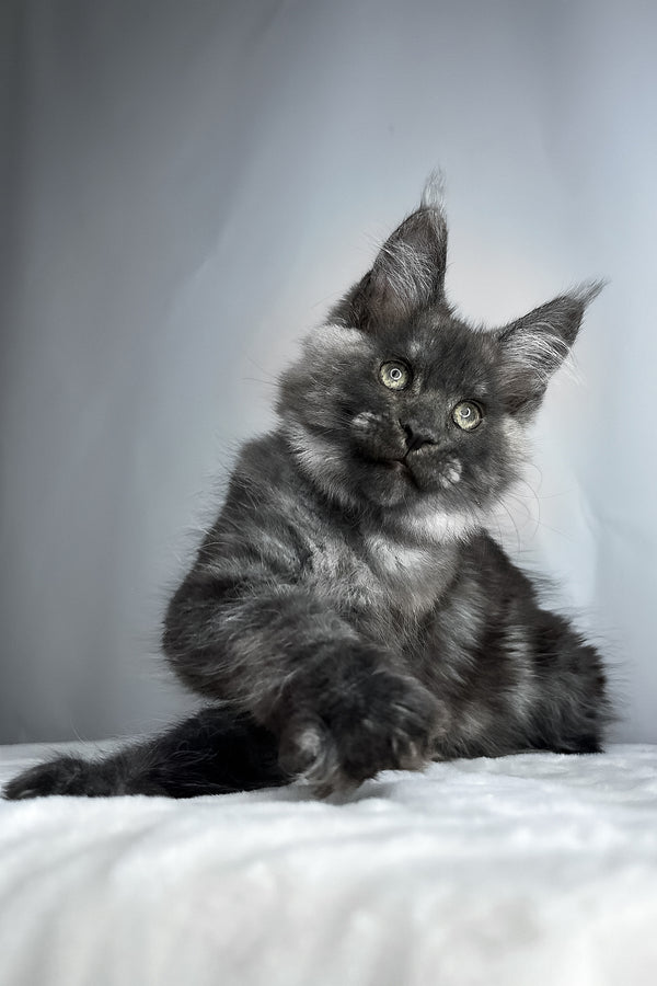 Derek | Maine Coon Kitten