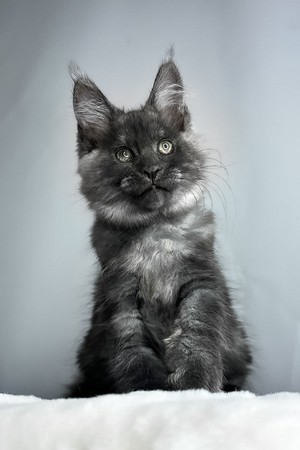 Derek | Maine Coon Kitten