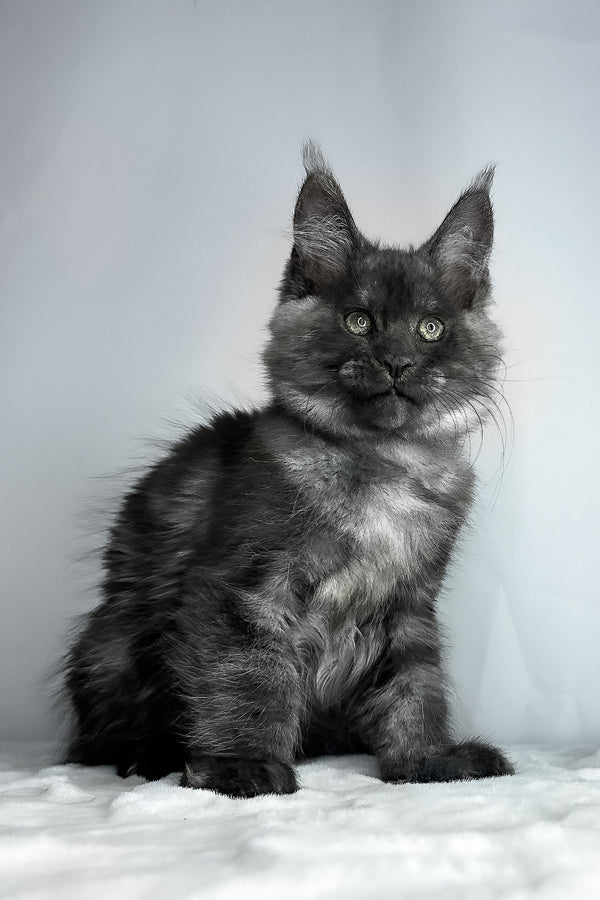 Derek | Maine Coon Kitten