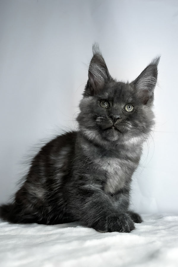 Derek | Maine Coon Kitten