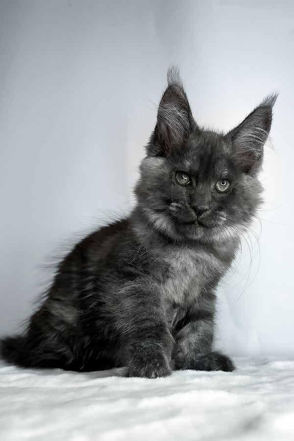 Derek | Maine Coon Kitten