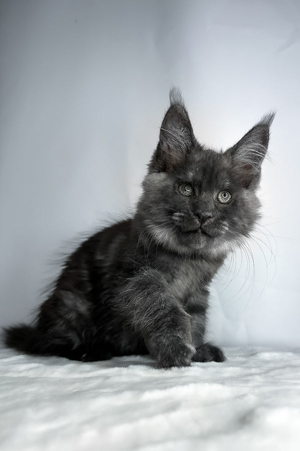Derek | Maine Coon Kitten