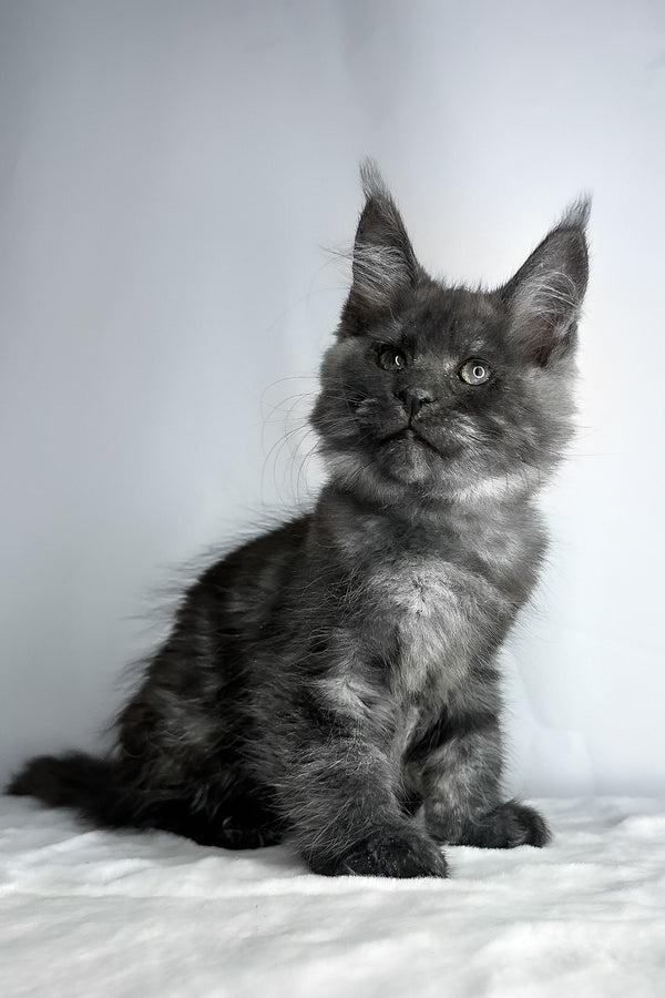 Derek | Maine Coon Kitten