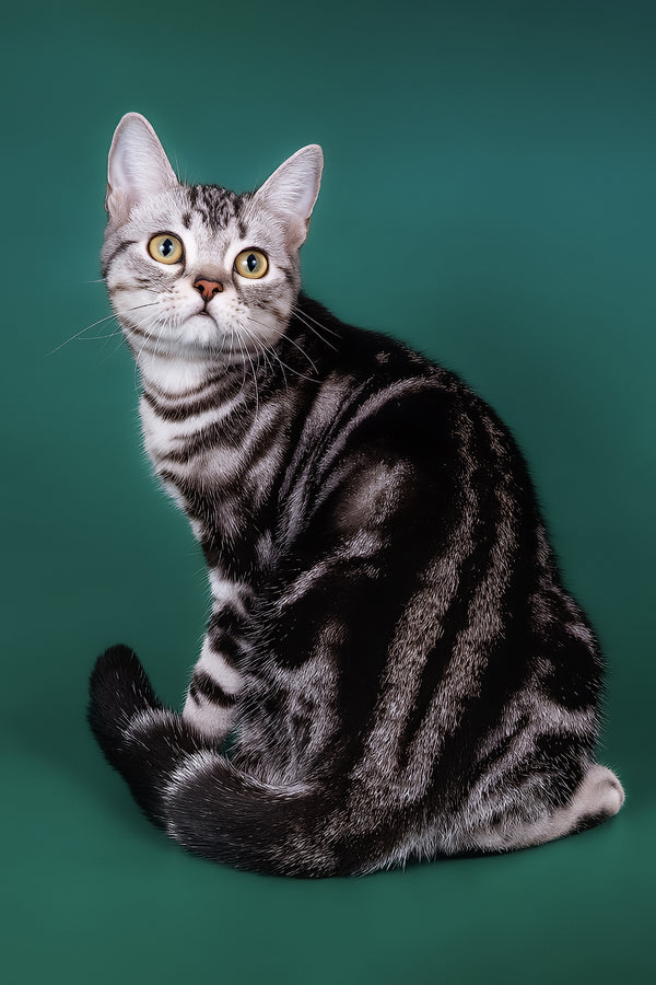 Dexter american shorthair kitten with black smoke blotched silver coat and striking olive eyes on teal background
