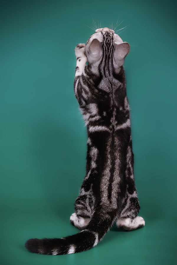 Dexter american shorthair kitten black smoke blotched with olive eyes standing upright on hind legs against green background