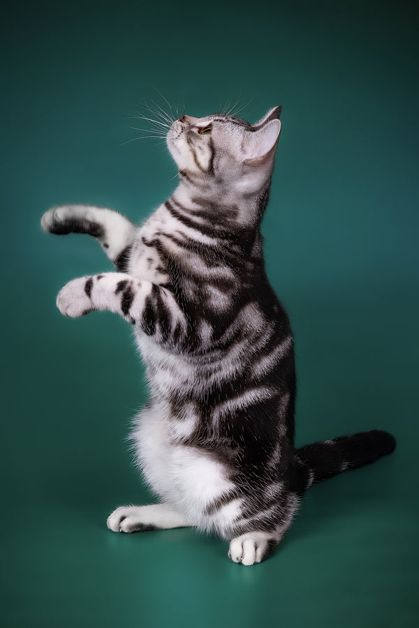 Dexter american shorthair kitten with black smoke blotched stripes and olive eyes standing upright on a green background