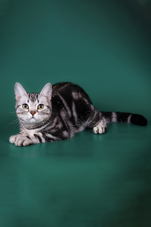 Dexter american shorthair kitten with sleek silver black smoke blotched fur and striking olive eyes against green backdrop