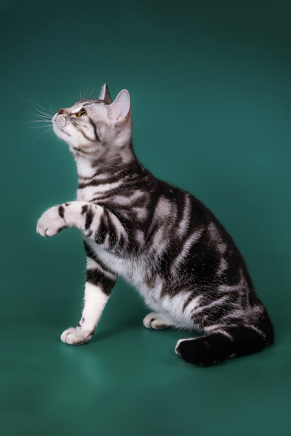 Dexter american shorthair kitten with black smoke blotched silver fur and white paws sitting alert with olive eyes