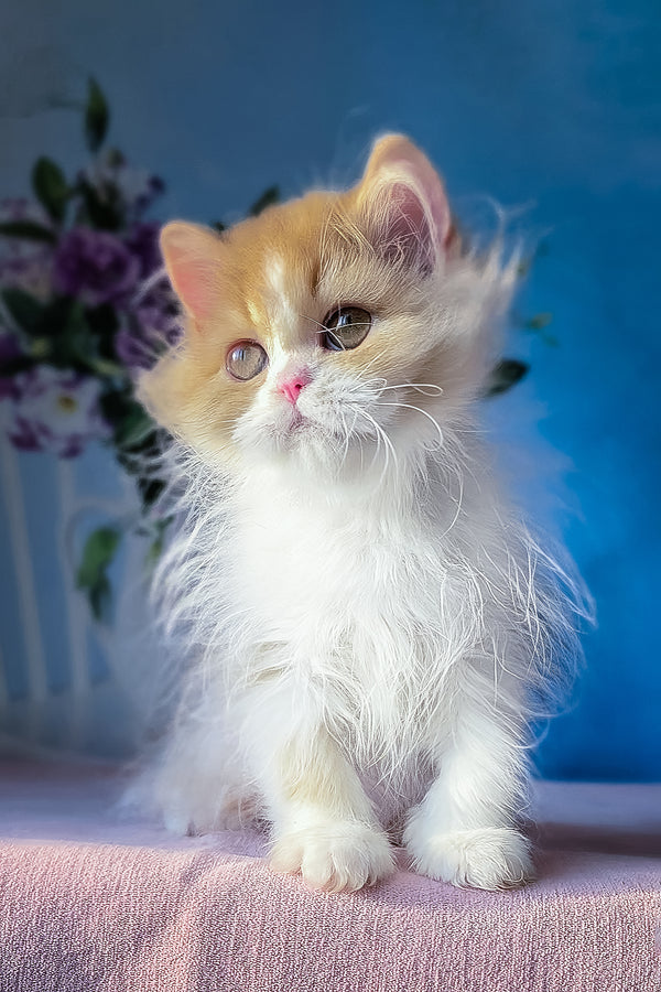 Dexter | Scottish Straight Longhair Kitten