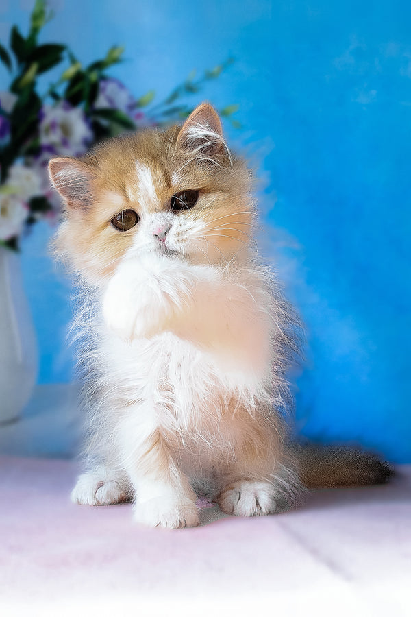 Dexter | Scottish Straight Longhair Kitten