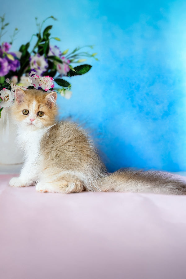 Dexter | Scottish Straight Longhair Kitten