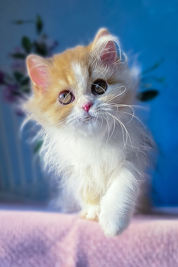 Dexter | Scottish Straight Longhair Kitten