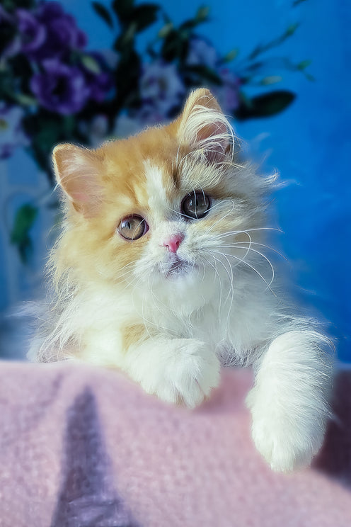 Dexter | Scottish Straight Longhair Kitten