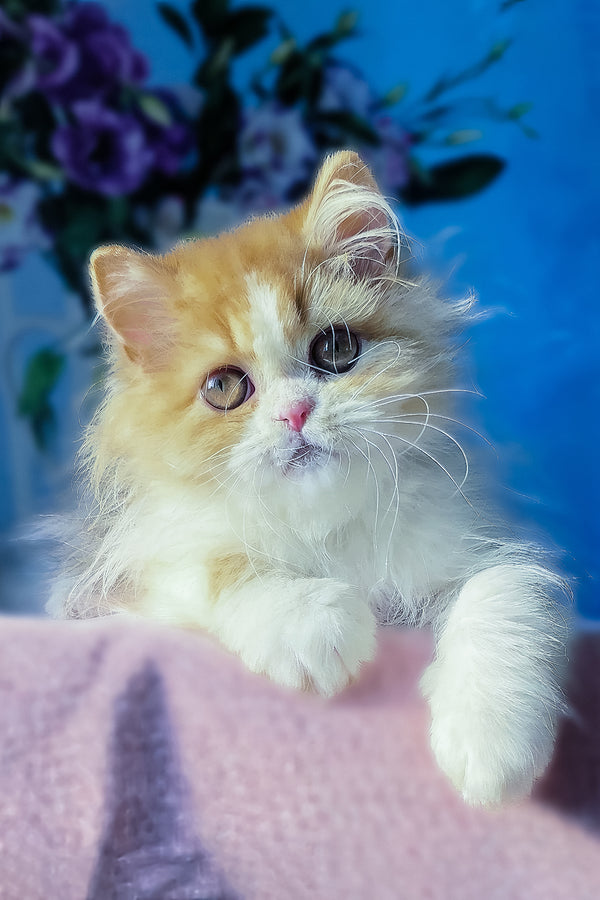 Dexter | Scottish Straight Longhair Kitten