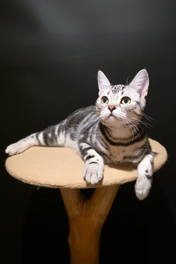 Dexter | American Shorthair Kitten