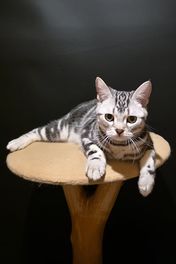 Dexter | American Shorthair Kitten
