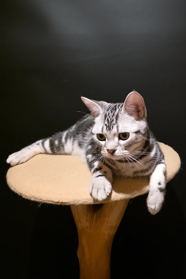 Dexter | American Shorthair Kitten