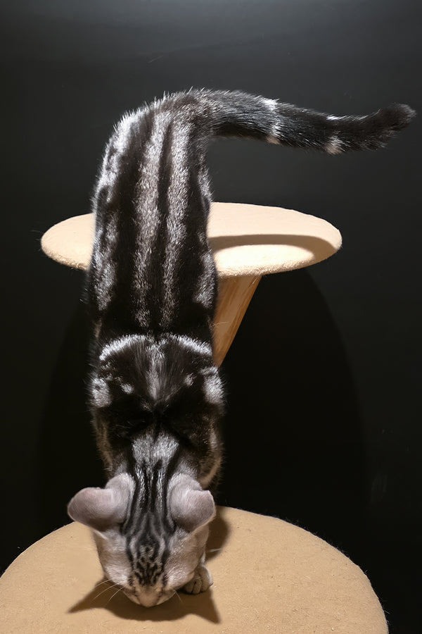 Dexter | American Shorthair Kitten