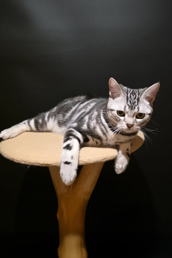 Dexter | American Shorthair Kitten