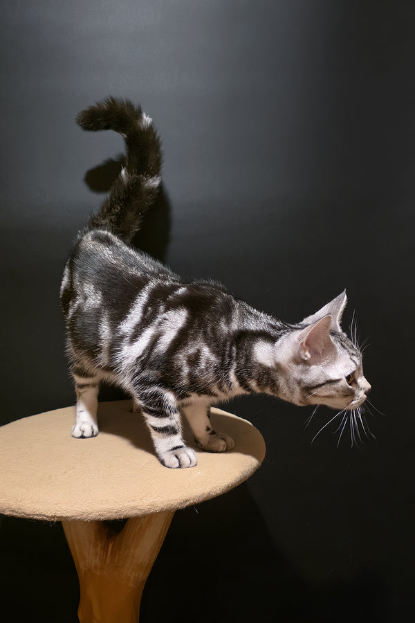 Dexter | American Shorthair Kitten