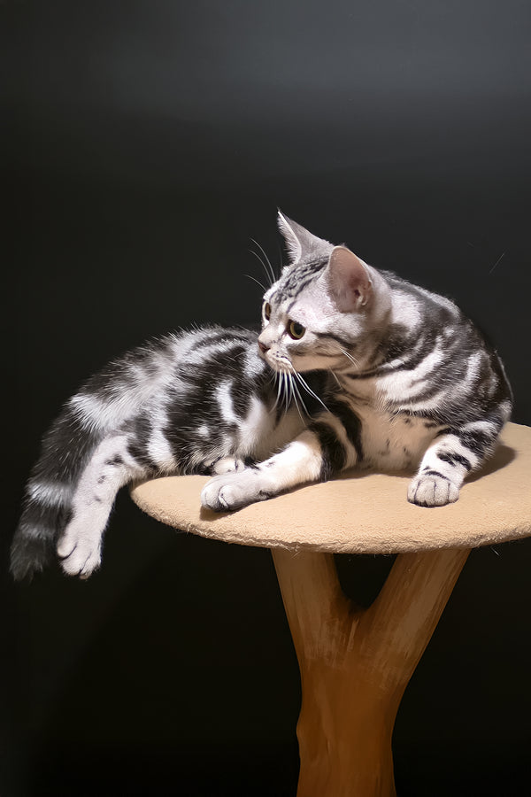 Dexter | American Shorthair Kitten