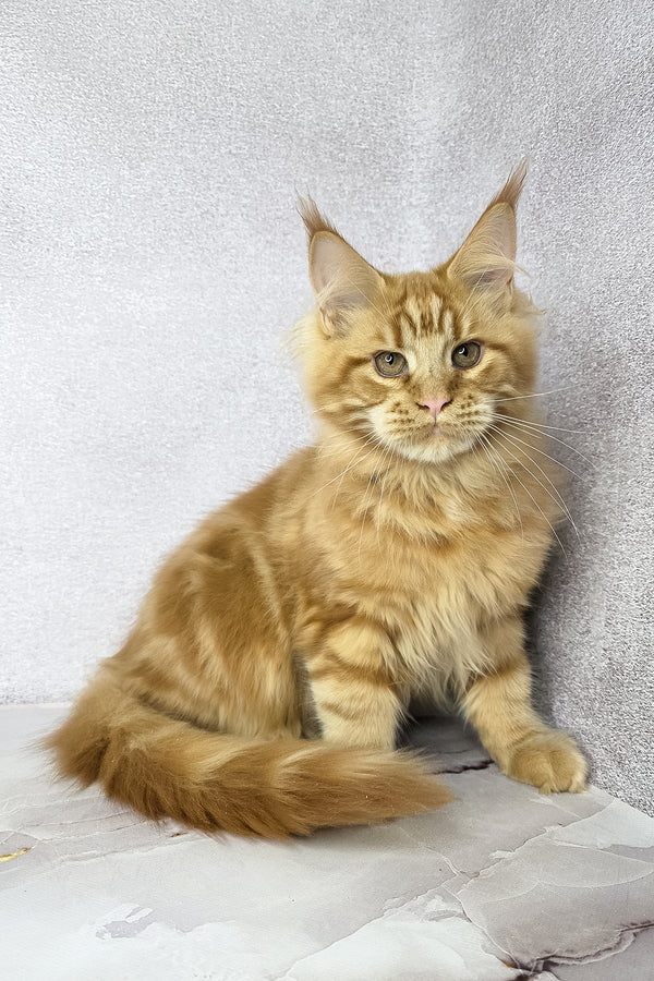 Dexter | Maine Coon Kitten