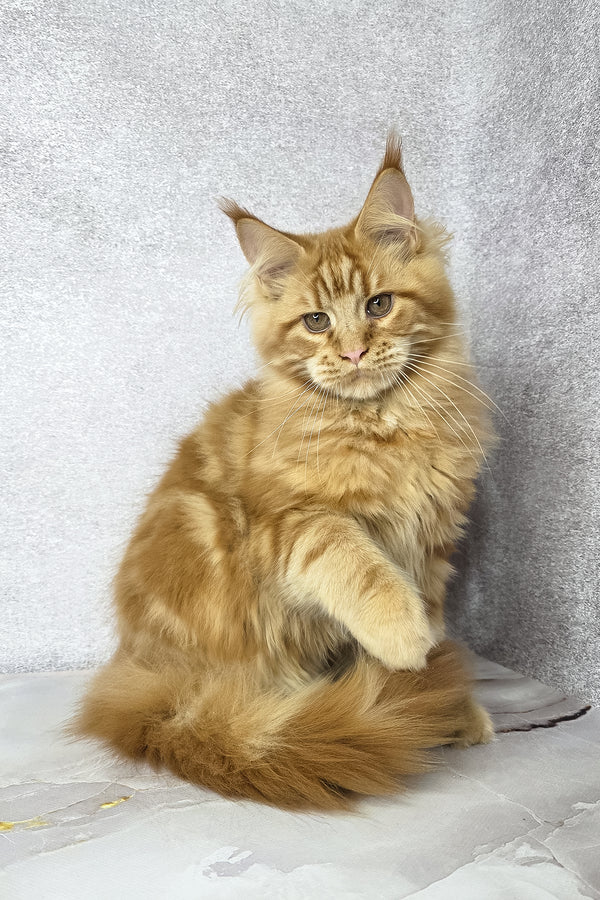 Dexter | Maine Coon Kitten