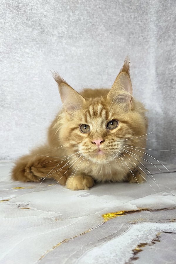 Dexter | Maine Coon Kitten